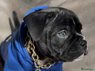 American Bully dogs GORGE GIRL AVAILABLE - Advert 2