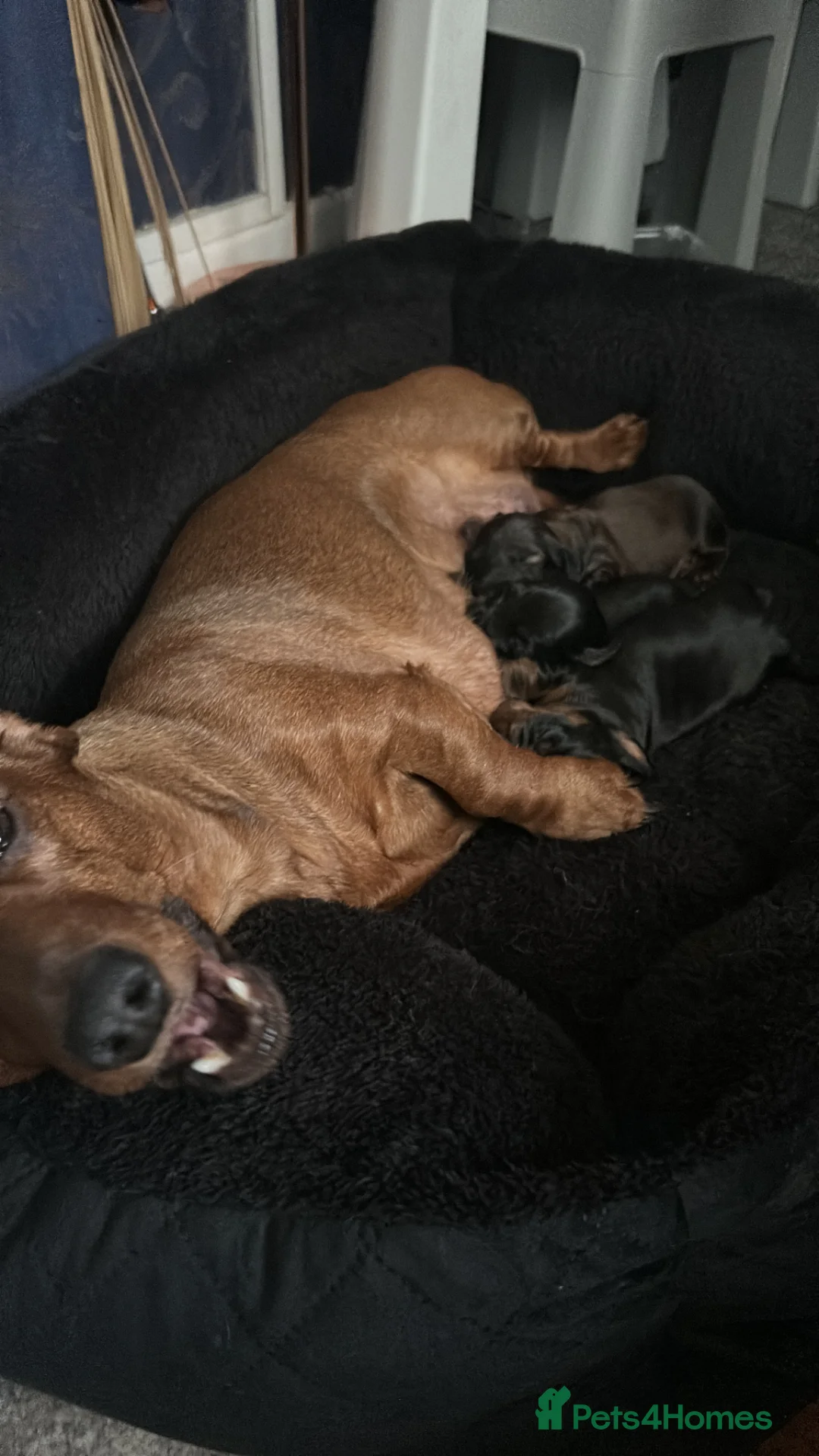 Dachshund dogs for sale: Miniature dachshunds  in Swansea - Advert 1