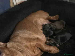 Dachshund dogs Miniature dachshunds - Advert 17