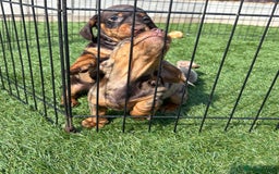 Miniature Dachshund dogs for sale: Kc miniature dachshund  ready now 🐶 in Manchester - Image 16