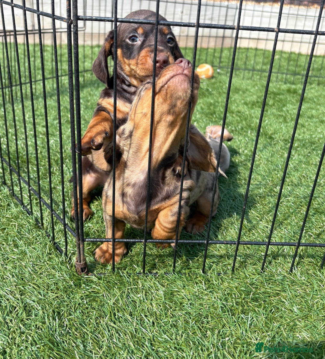 Miniature Dachshund dogs for sale: Kc miniature dachshund  ready now 🐶 in Manchester - Image 16