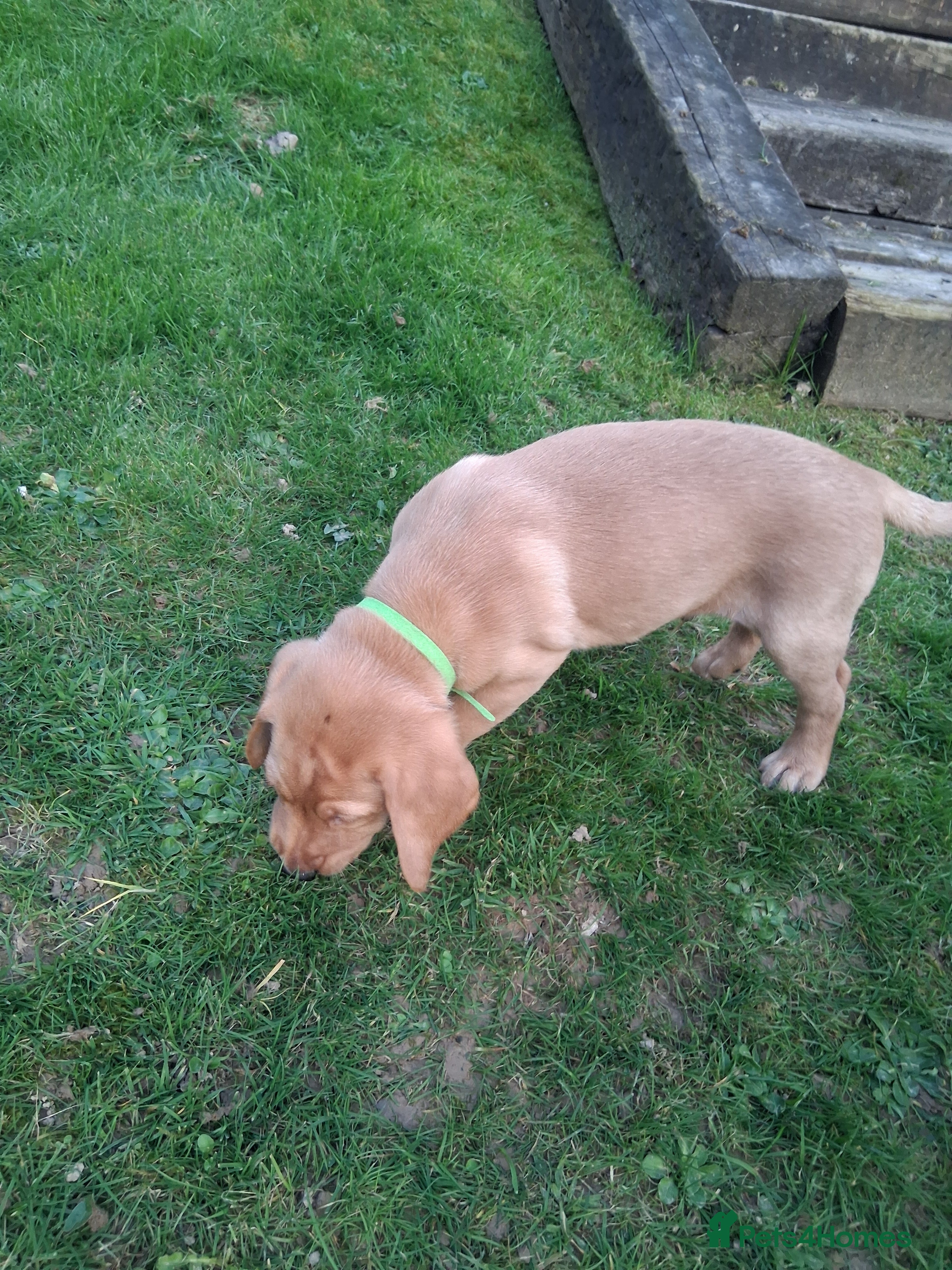 Labrador Retriever dogs KC registered male 8 week old fox red labrador - Advert 2