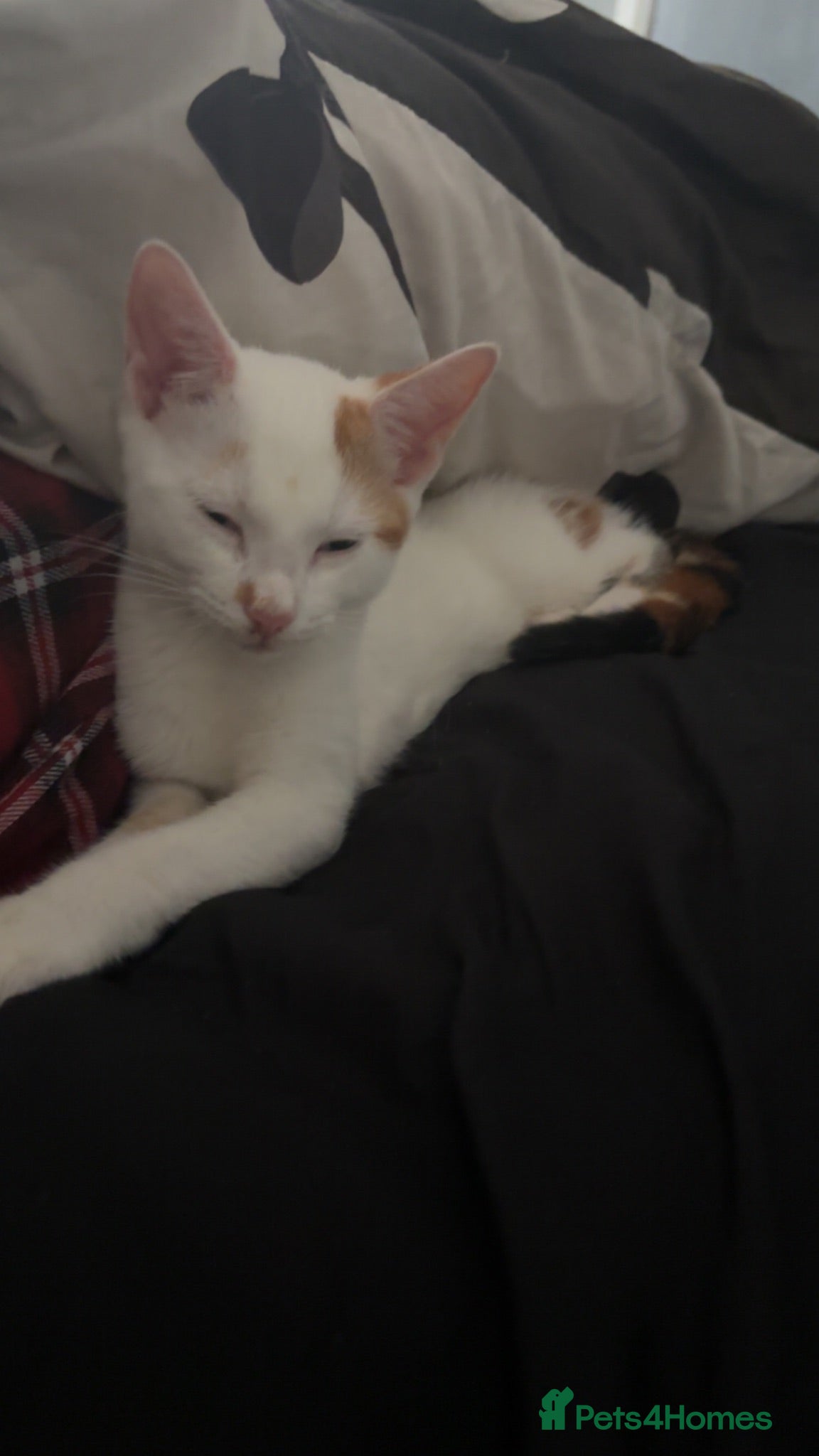 Mixed Breed cats selling my kitten - Advert 1