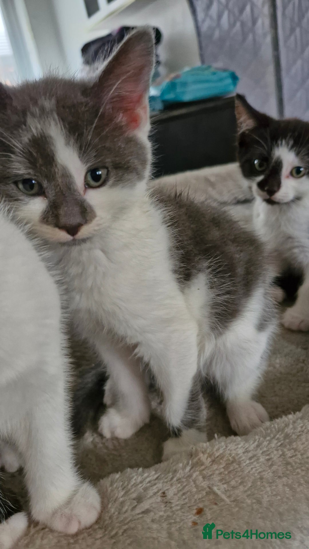 Mixed Breed cats for sale: READY NOW  - Image 5