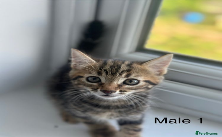 Mixed Breed cats - Advert 7