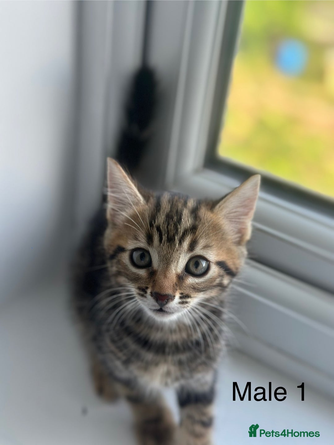 Mixed Breed cats for sale: Selling 3 beautiful kittens which are 7 weeks old  - Image 1