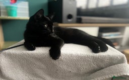 Bombay cats for sale: Loving, playful black kitten - Image 2
