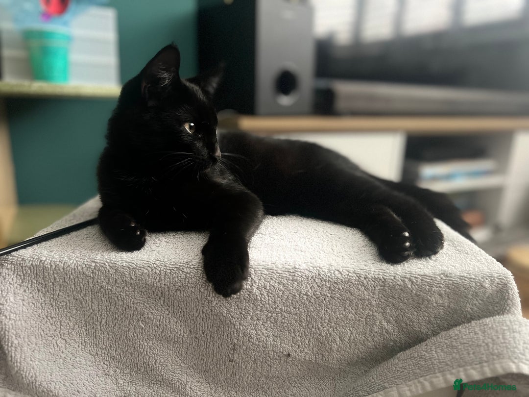 Bombay cats for sale: Loving, playful black kitten - Image 2