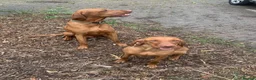 Hungarian Vizsla dogs for sale: 🌟Stunning, strong health tested KC pups 🌟  - Advert 19