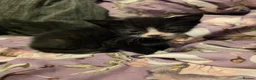 Mixed Breed cats for sale: "Fluffy Furballs"  - Advert 9