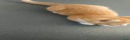 Mixed Breed cats for sale: Mixed Breed Kittens  - Advert 10