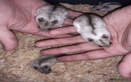 Hamster rodents for sale: Baby Chinese hamsters ready now  - Image 18