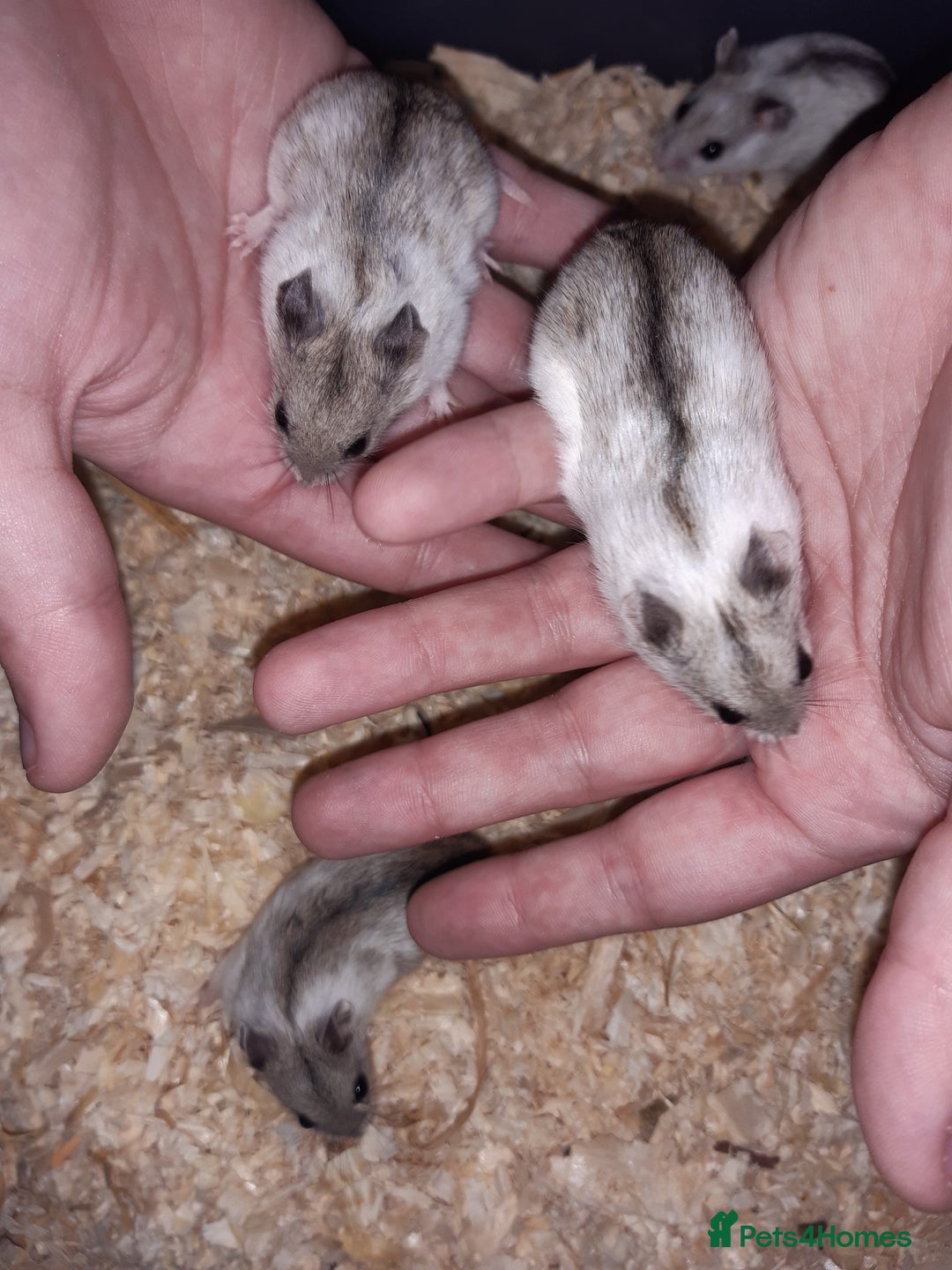 Hamster rodents for sale: Baby Chinese hamsters ready now  - Image 18