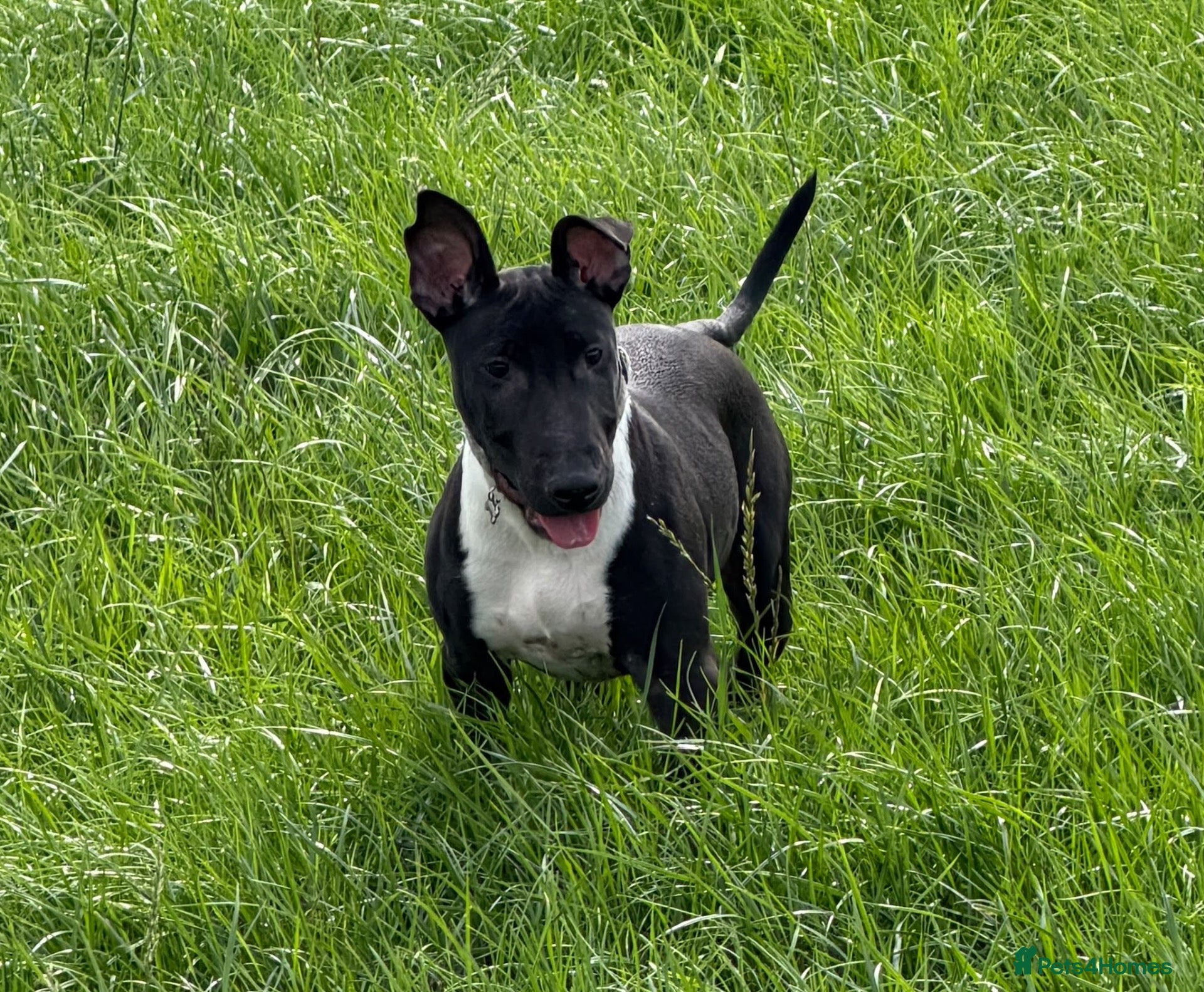 English Bull Terrier dogs English Bull Terrier  - Advert 14