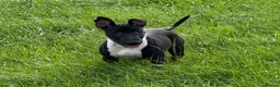 English Bull Terrier dogs for sale: English Bull Terrier  - Advert 5
