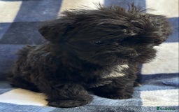 Maltipoo dogs for sale: Stunning Maltipoo Puppies ⭐️ DNA Tested ⭐️ - Image 25