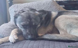 Mixed Breed dogs for adoption: Meet Fagan, currently residing in Wales - Image 4