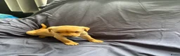 Labrador Retriever dogs for sale: Labrador Retriever Puppies 4 Boys & 1 Girl - Advert 6