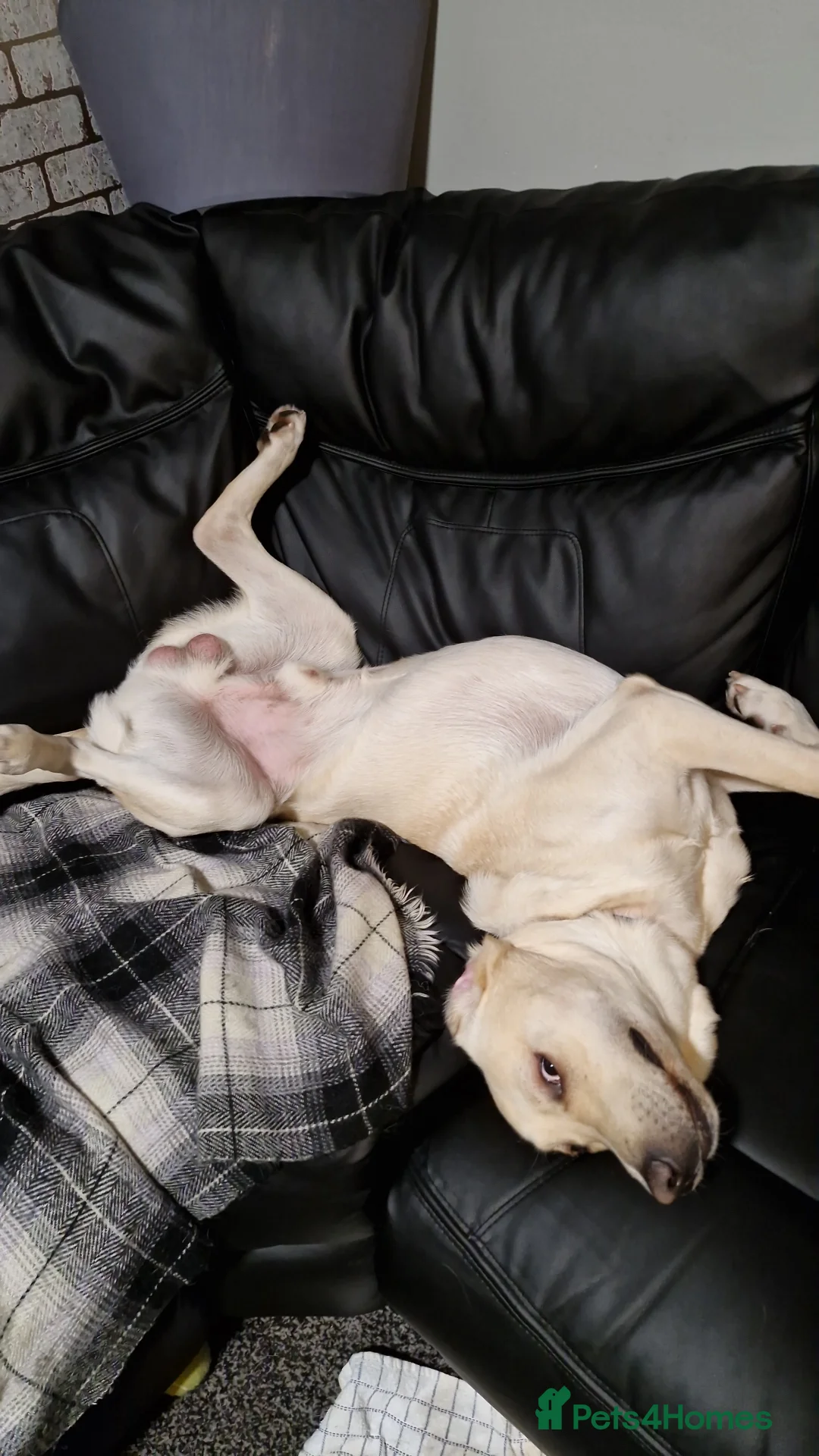 Labrador Retriever dogs for stud: Billy  PROVEN STUD in Coventry - Advert 5