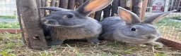 Rex rabbits for sale: Mini Rex x mini lop bonded brothers - vaccinated  - Advert 3