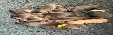 Cocker Spaniel 7