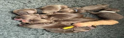 Cocker Spaniel dogs for sale: Chocolate cocker spaniels health tested parents  - Advert 14