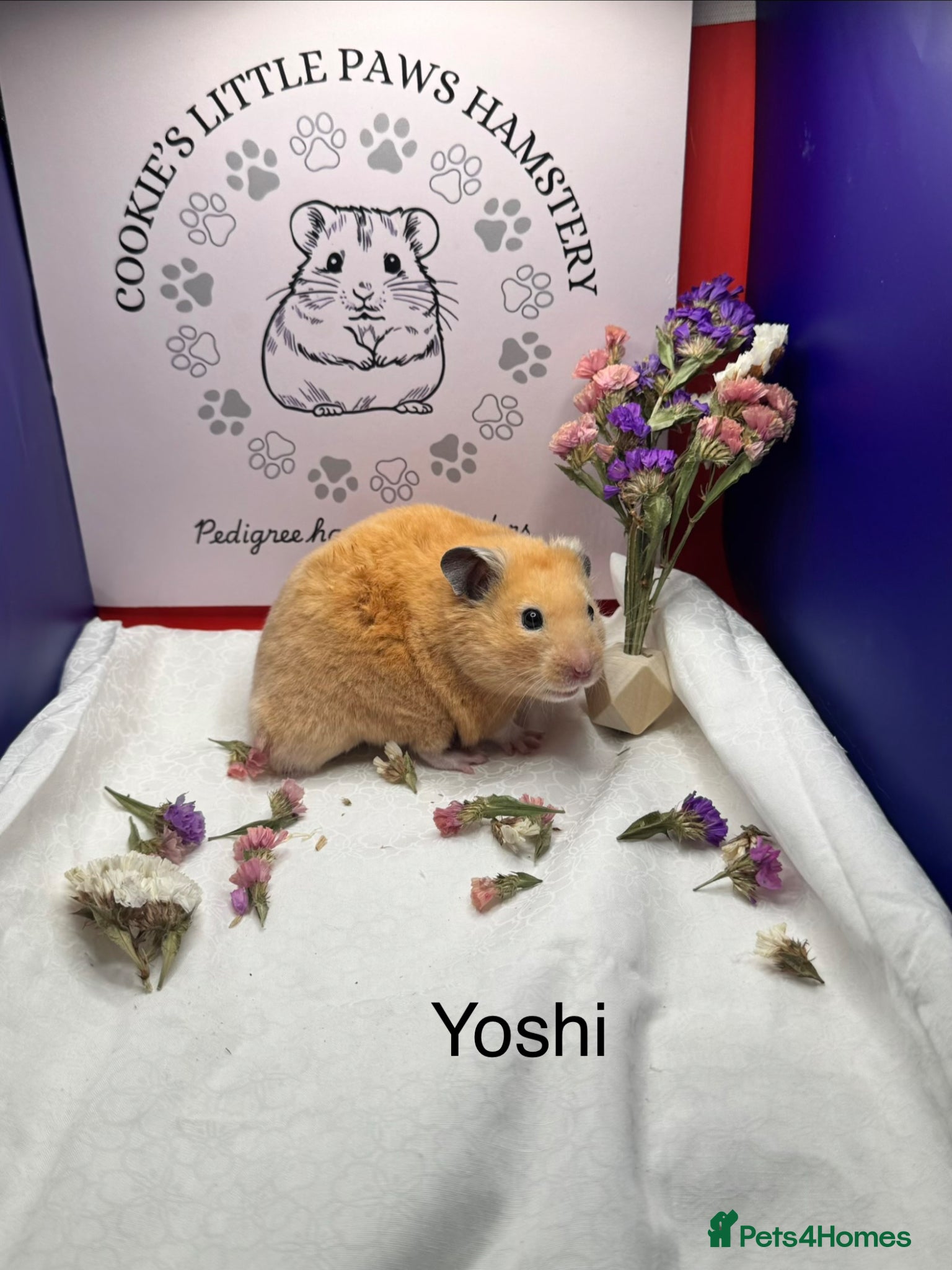 Hamster rodents TAME older hamsters  - Advert 2