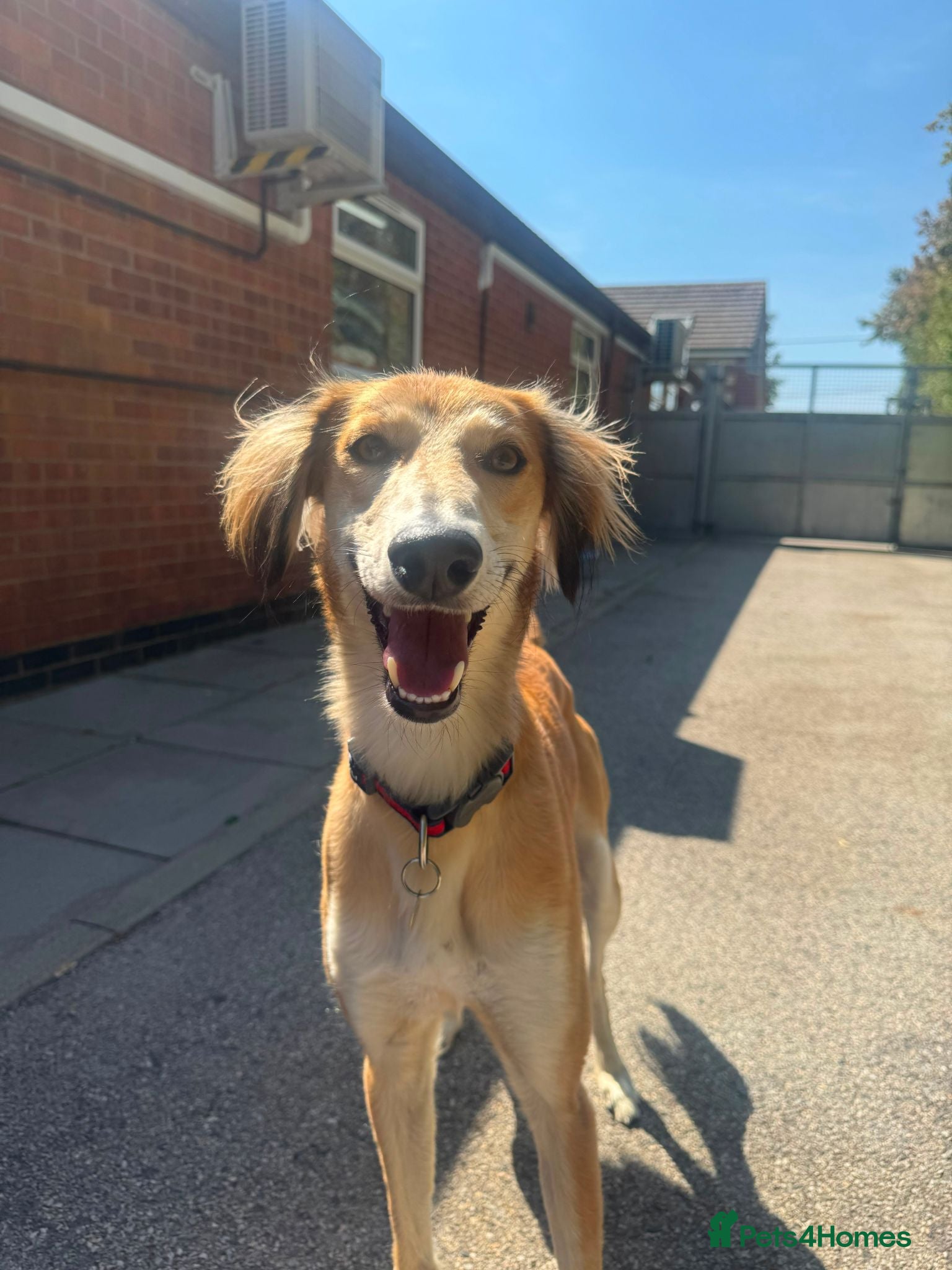 Saluki dogs Falkor - Advert 1