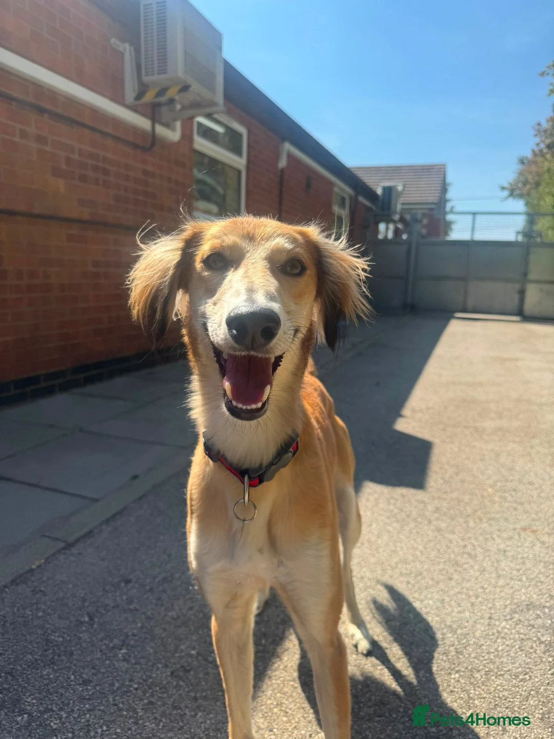 Saluki dogs for adoption: Falkor - Advert 1