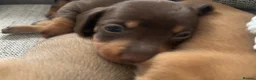 Miniature Dachshund dogs for sale: Beautiful Miniature Dachshund Puppies – Ready Soon - Advert 11