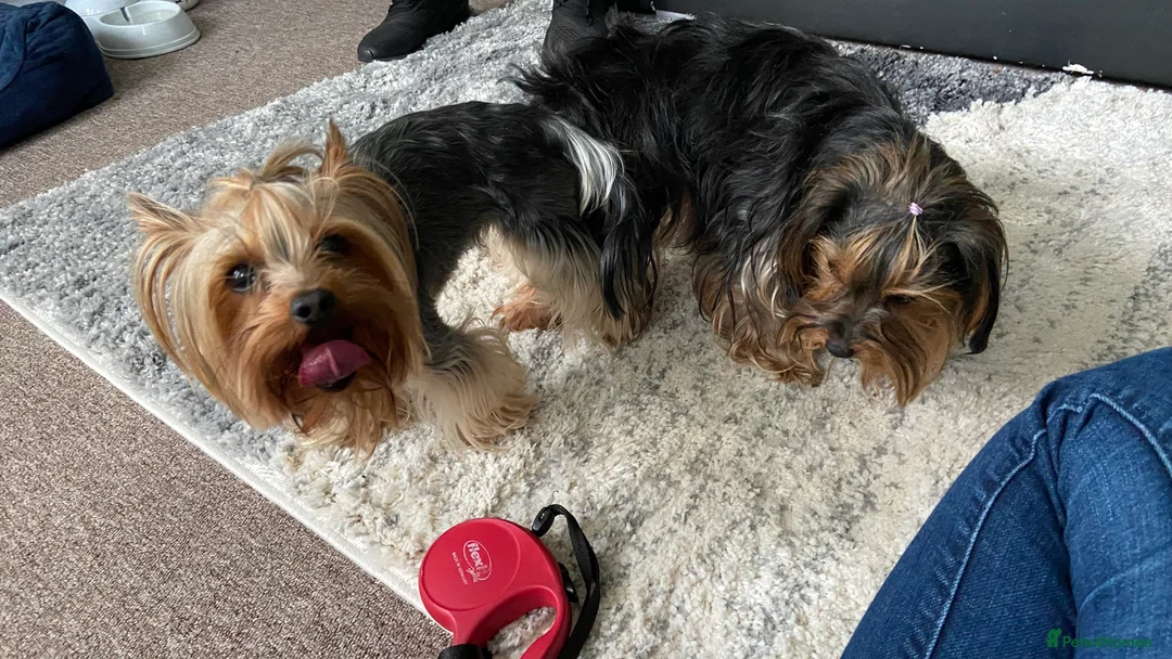 Yorkshire Terrier dogs for stud: Yorkshire terrier for stud  in Hornchurch - Advert 9