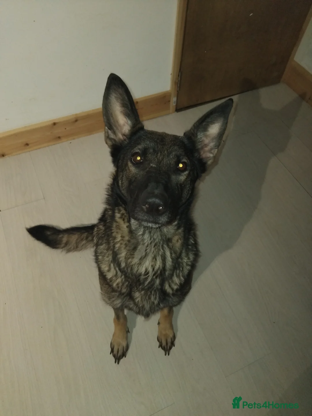 German Shepherd dogs for sale: German shepherd Czech line pups kc registered  - Advert 4