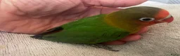 Lovebirds birds for sale: Hand reared baby lovebirds - Advert 8