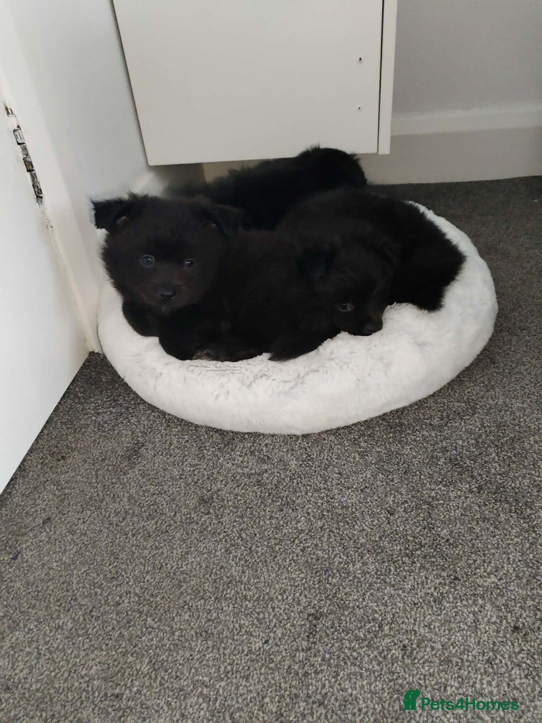 Pomeranian dogs for sale: Pomeranian for sale - Advert 20