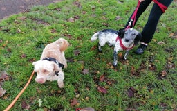 Cockapoo dogs for adoption: 💙🐶 BOBBY 🐶💙 - Advert 20