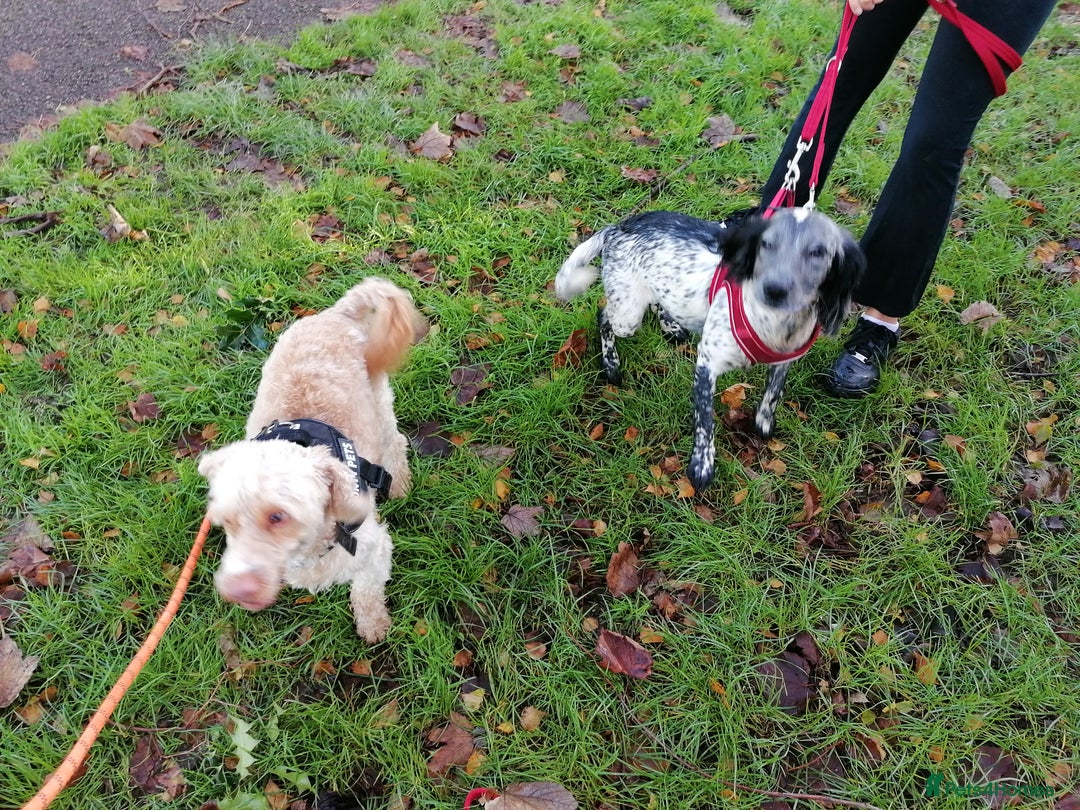 Cockapoo dogs for adoption: 💙🐶 BOBBY 🐶💙 - Advert 20