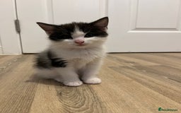 Ragdoll cats for sale: Ragdoll cross  - Image 1