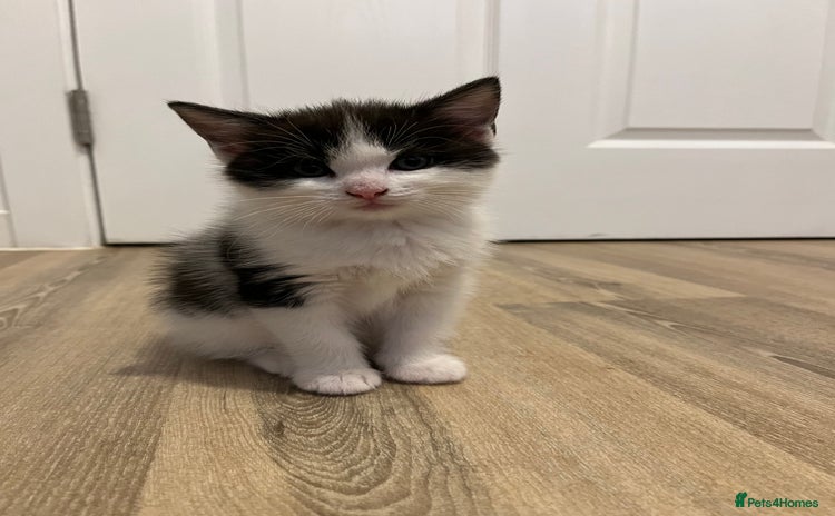 Ragdoll cats - Advert 3