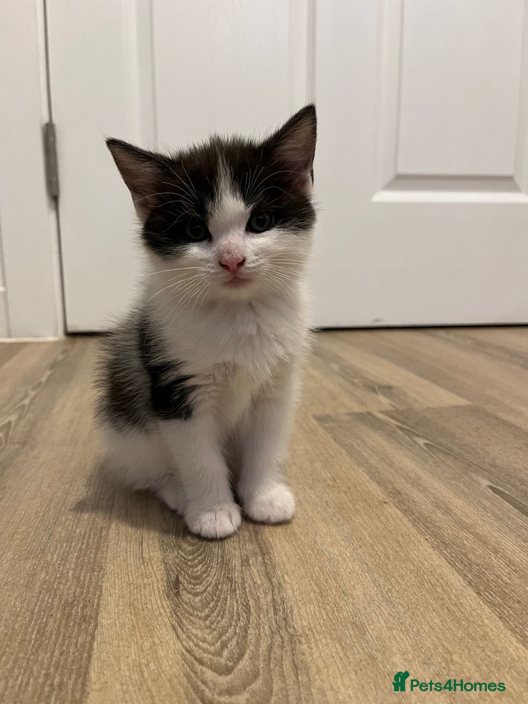 Ragdoll cats for sale: Ragdoll cross  - Image 1