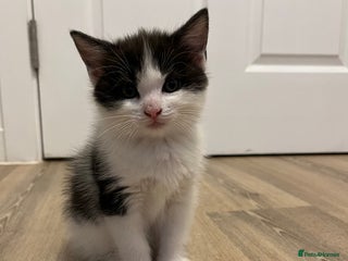 Ragdoll cats - Advert 1