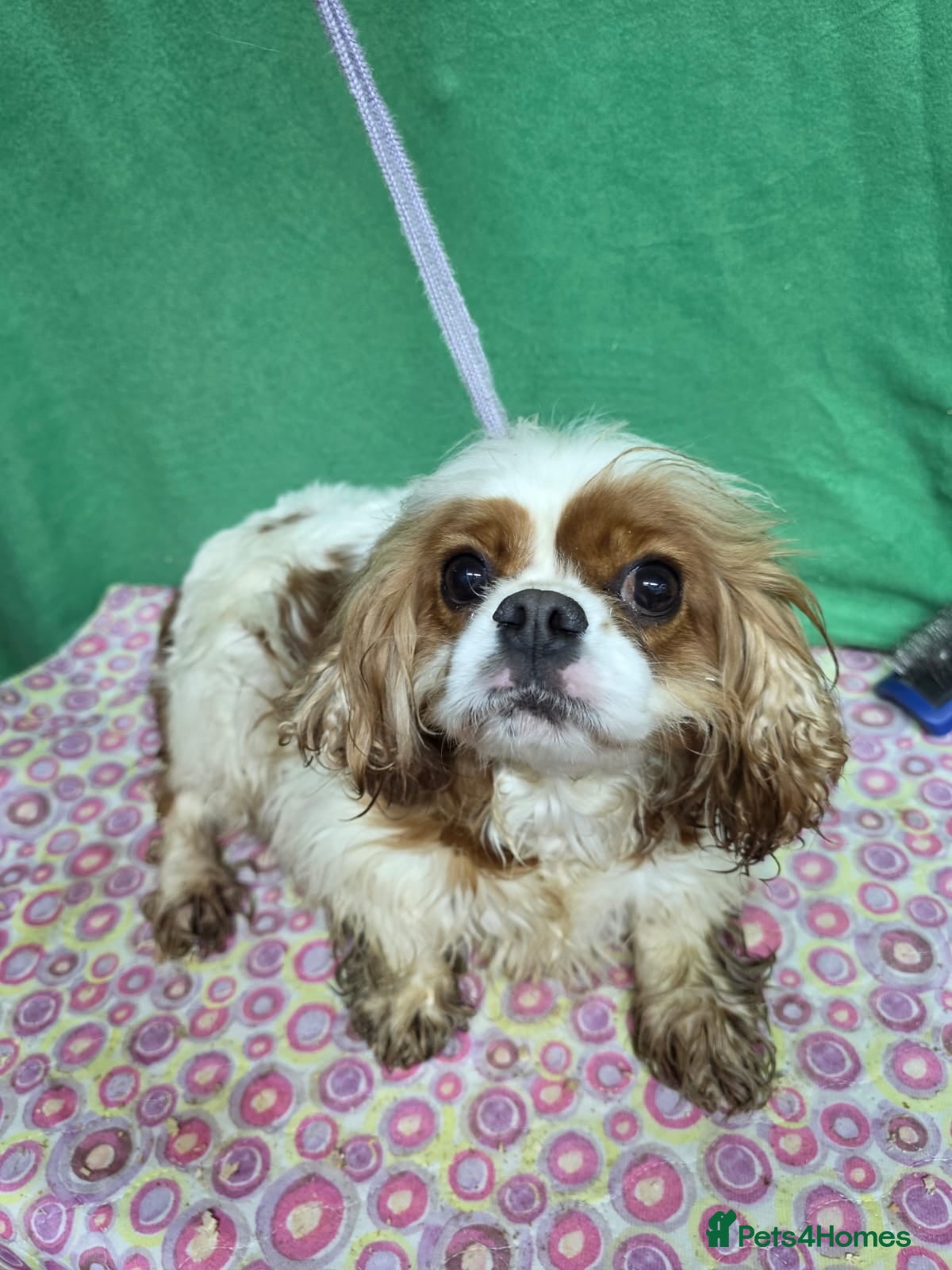 Cavalier King Charles Spaniel dogs SALLY – Cavalier King Charles Spaniel (Female) - Advert 2