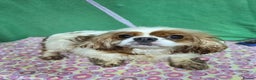 Cavalier King Charles Spaniel dogs for adoption: SALLY – Cavalier King Charles Spaniel (Female) - Advert 1