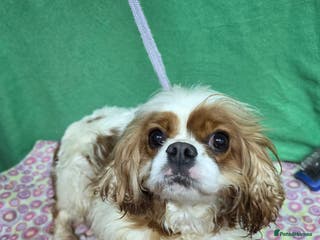 Cavalier King Charles Spaniel dogs SALLY – Cavalier King Charles Spaniel (Female) - Advert 2
