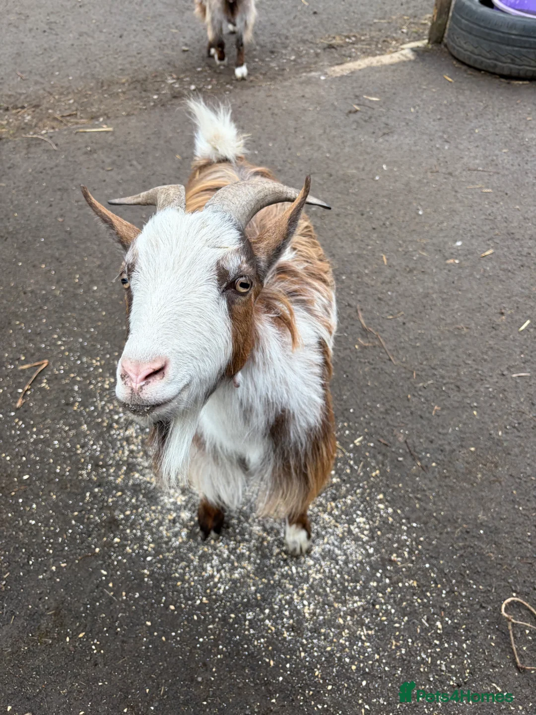 Goats livestock for sale: X3 Pygmy goats  in Chard - Advert 2