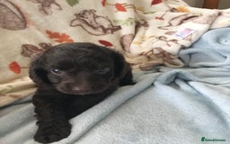 Cavapoo dogs for sale: F1B cavapoo pups  - Image 6