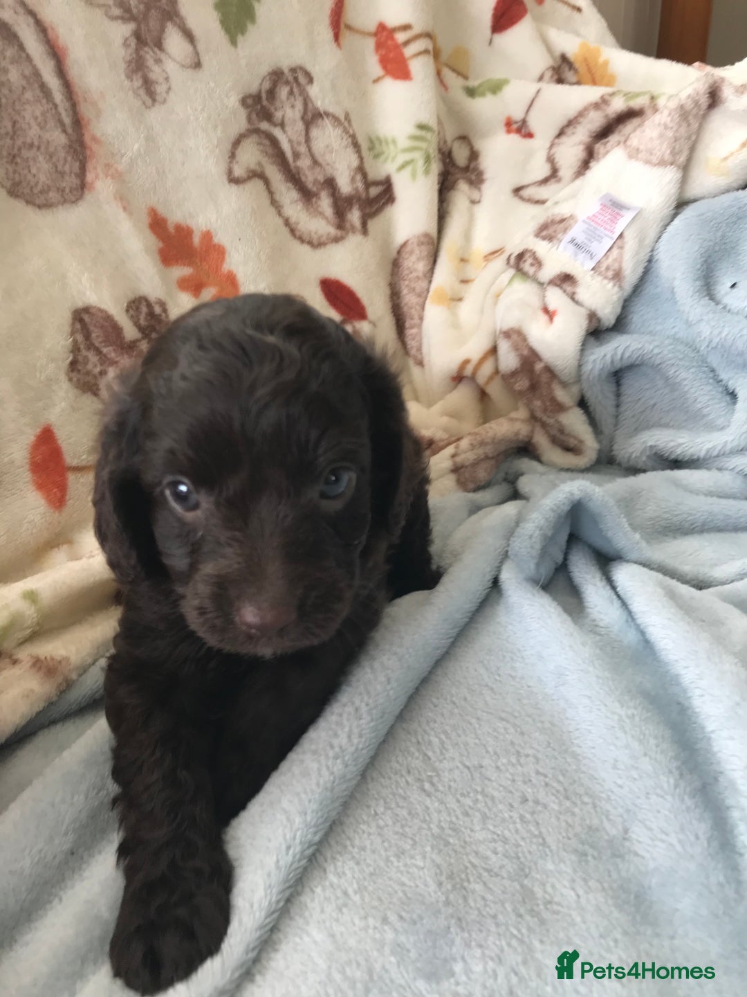 Cavapoo dogs for sale: F1B cavapoo pups  - Image 6