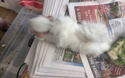 Guinea Pig rodents for sale: Beautiful mixed baby guinea pigs - Image 7
