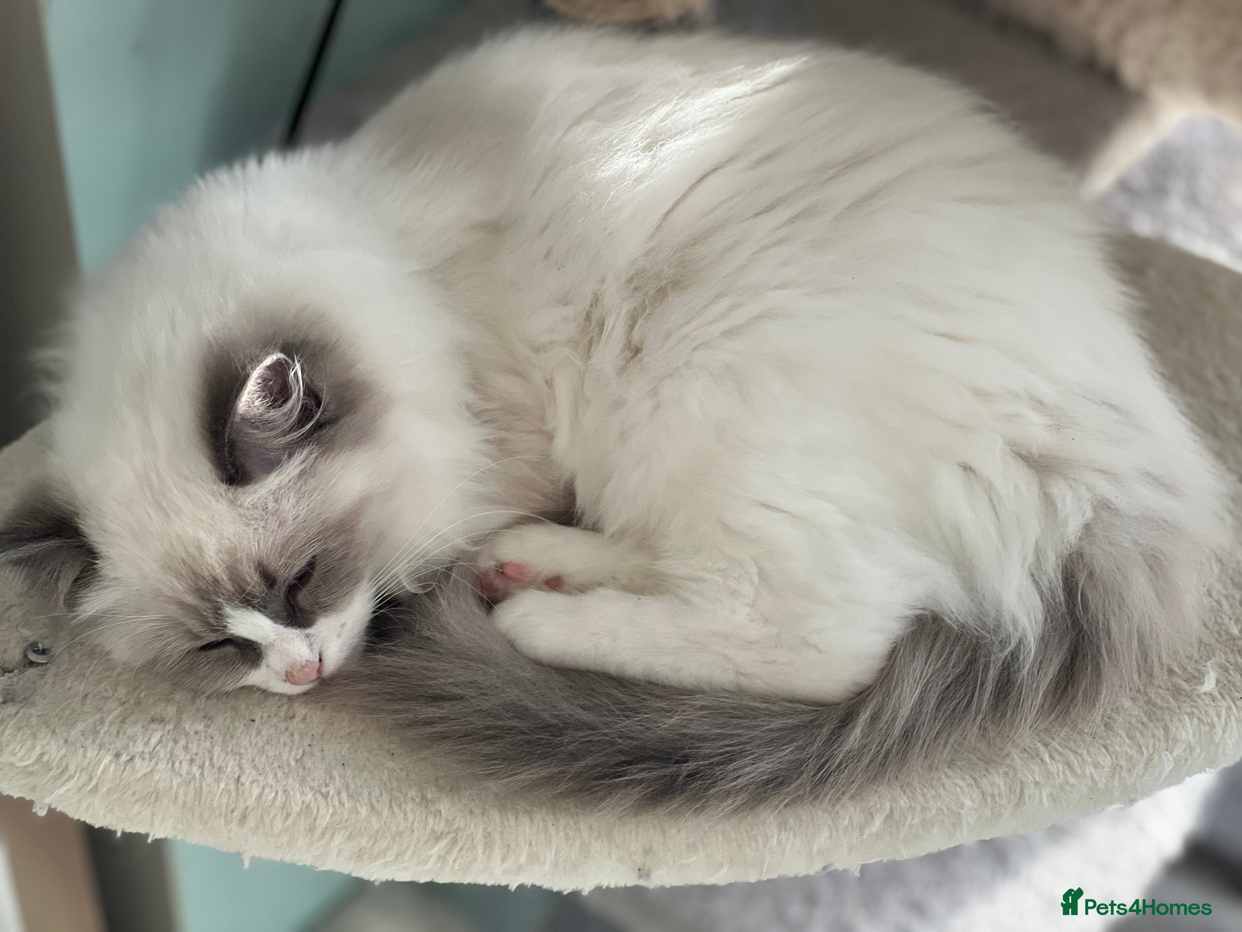 Ragdoll cats Pure ragdoll mitted blue/seal tortie kittens - Advert 2