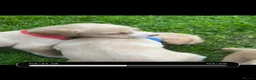 Cockerdor dogs for sale: Stunning Cockerdor puppies - Advert 4