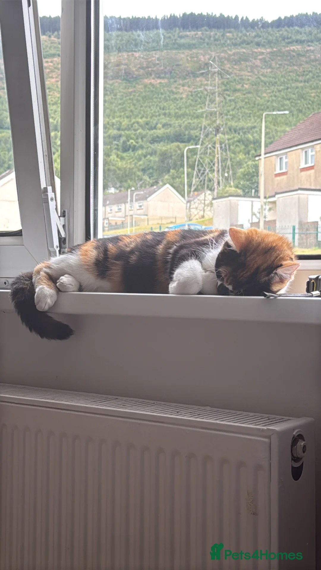 Mixed Breed cats for sale: Kittens  in Mountain Ash - Advert 1